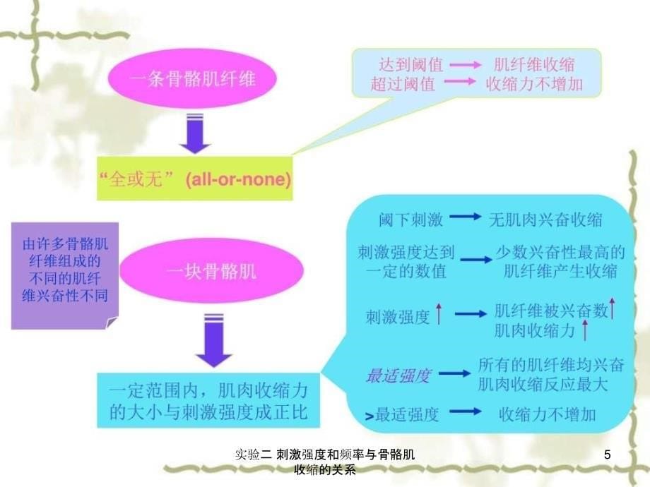 实验二 刺激强度和频率与骨骼肌收缩的关系课件_第5页