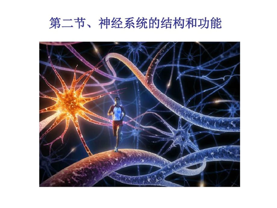 神经系统的结构和功能上课ppt课件-完整_第1页