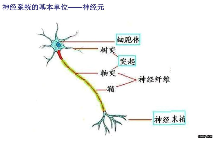 神经系统的结构和功能上课ppt课件-完整_第2页