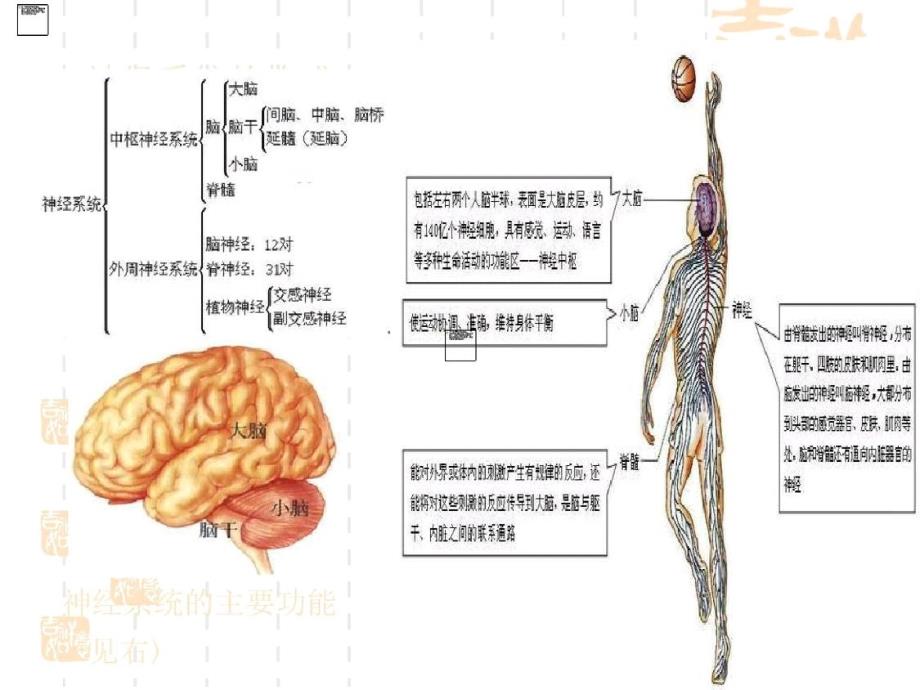 神经系统10ppt课件-完整_第3页