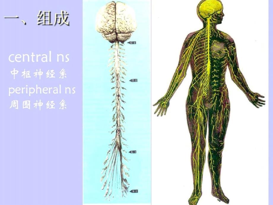 神经系统解剖图ppt课件-完整_第2页