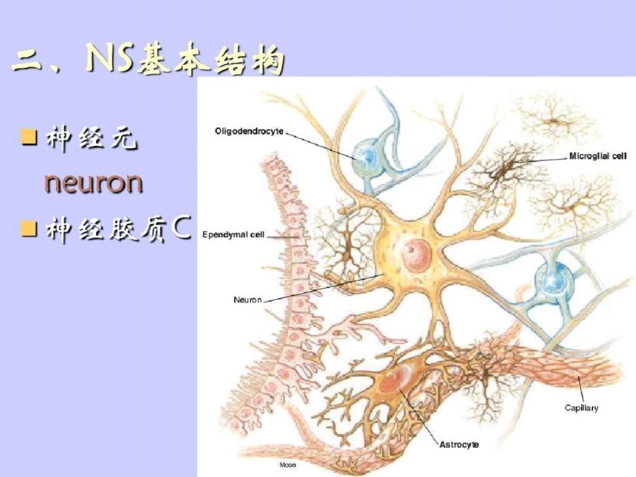 神经系统解剖图ppt课件-完整_第4页