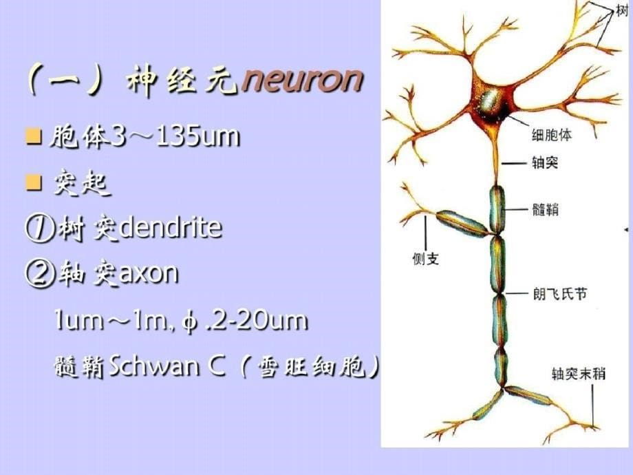 神经系统解剖图ppt课件-完整_第5页