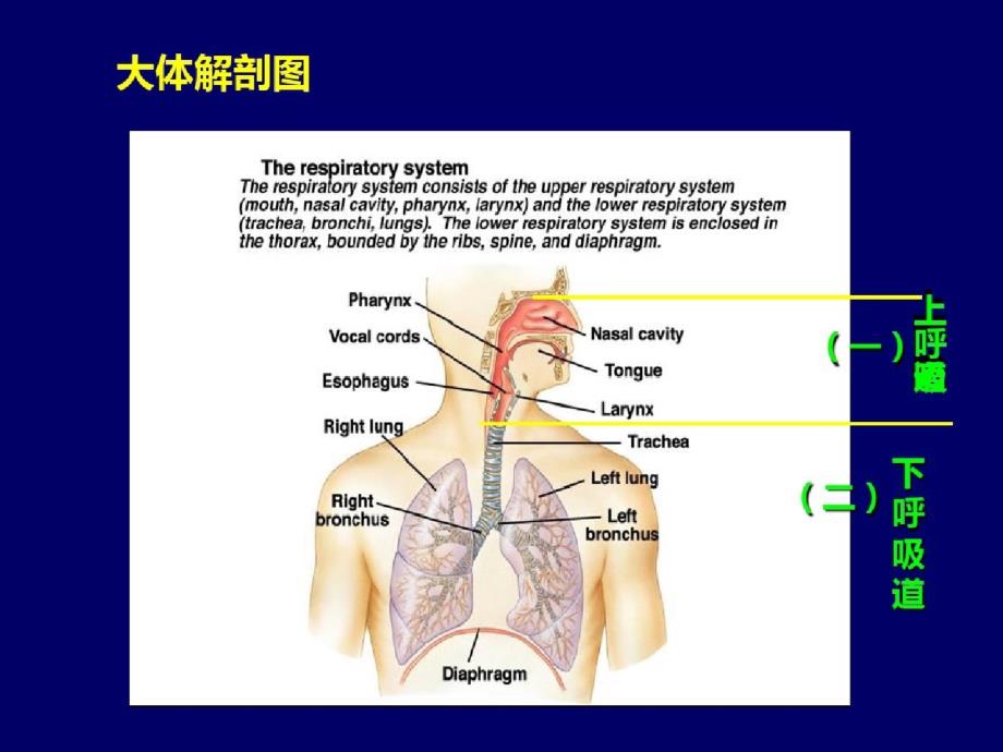 内科-呼吸系统总论ppt课件[精选]_第4页