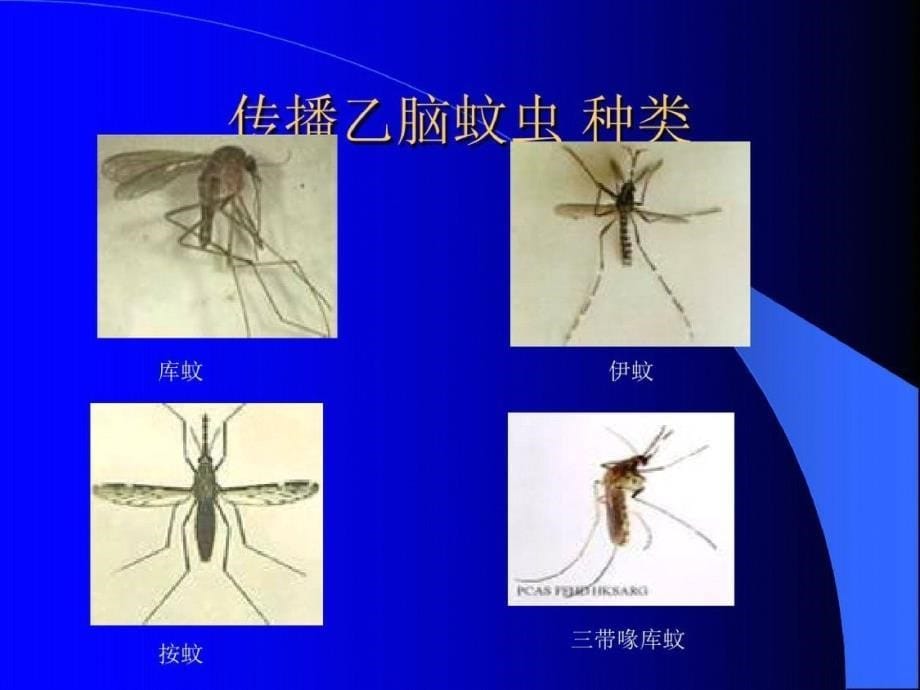 流行性乙型脑炎ppt课件[精选]_第5页