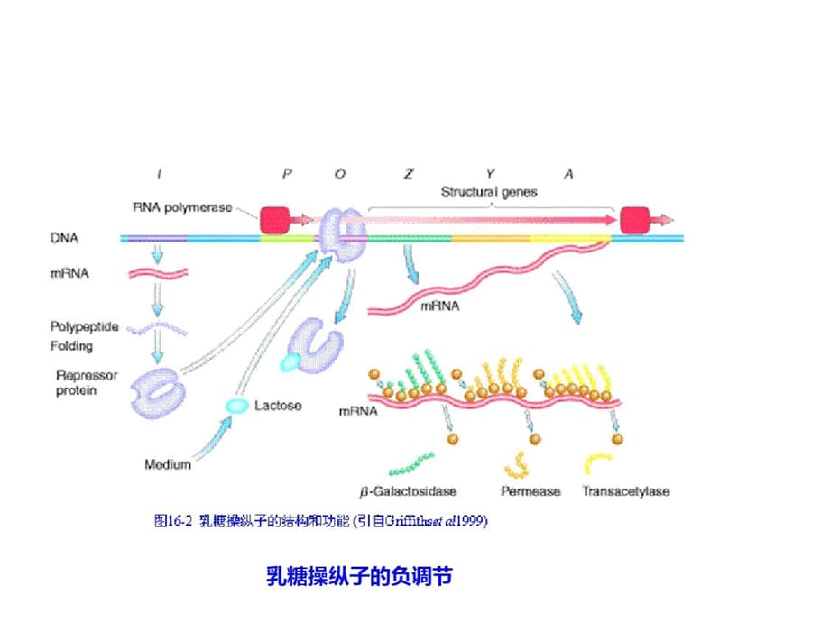 动物生物化学16基因表达的调节-2ppt课件[精选]_第2页