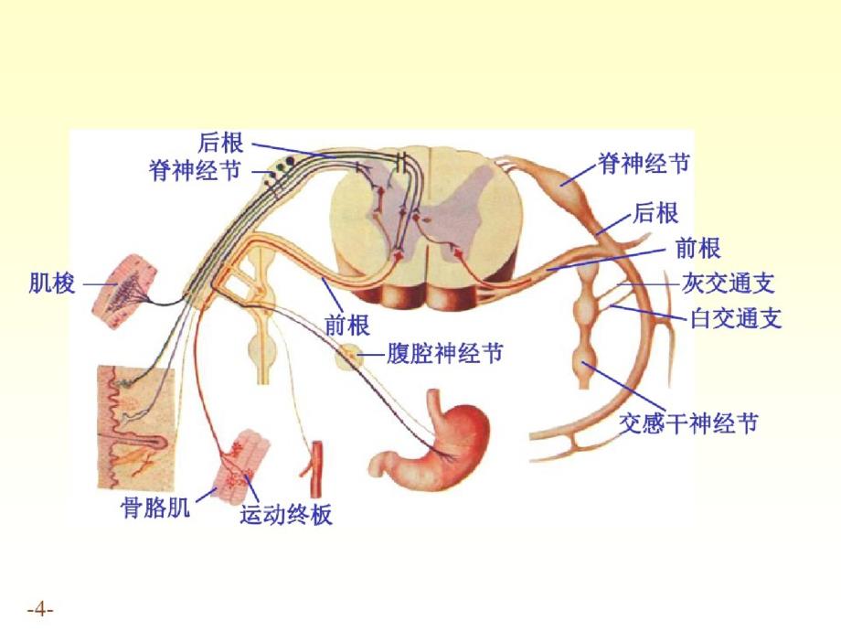 内脏神经06ppt课件[精选]_第4页