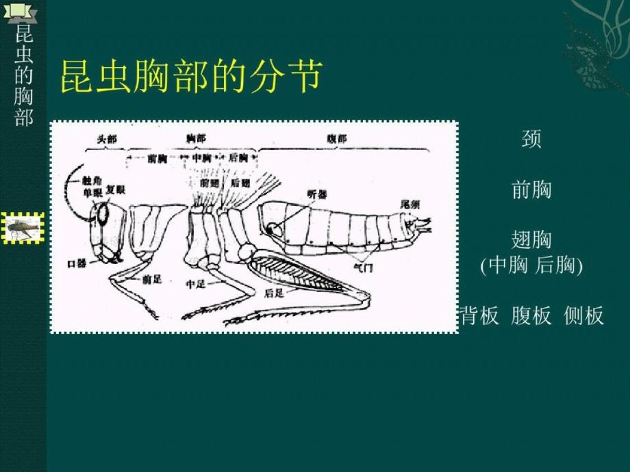 昆虫胸部的基本构造ppt课件[精选]_第2页