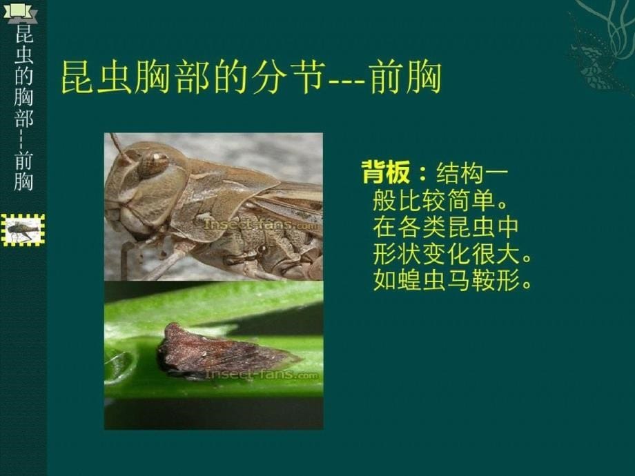 昆虫胸部的基本构造ppt课件[精选]_第5页