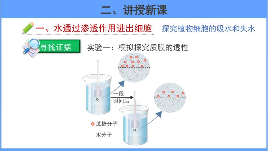 《第一节 质膜》公开课教学课件第3课时【北师大高中生物必修1】_第4页