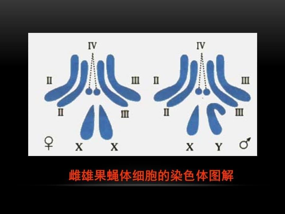 高一生物二5.2染色体变异课件_第5页