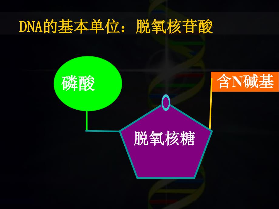 高一生物二3.2DNA分子结构课件_第3页