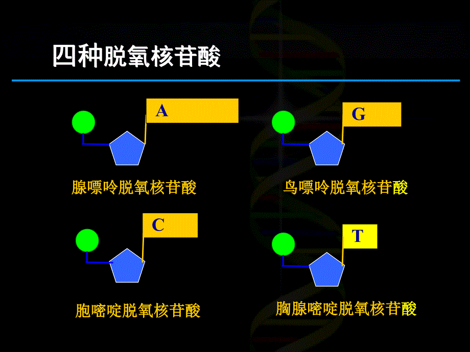 高一生物二3.2DNA分子结构课件_第4页