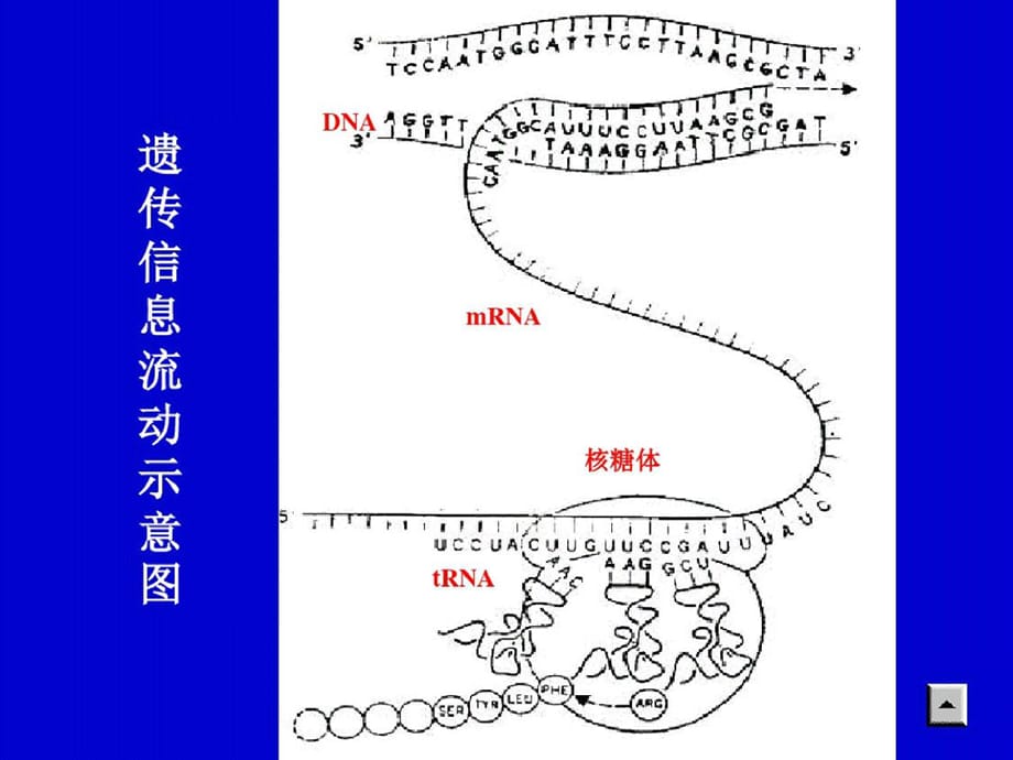 蛋白质的生物合成ppt课件[精选](2)_第3页