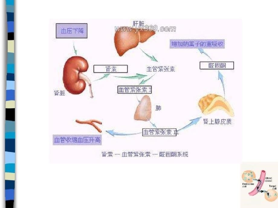 原醛症诊治ppt课件-完整版_第5页