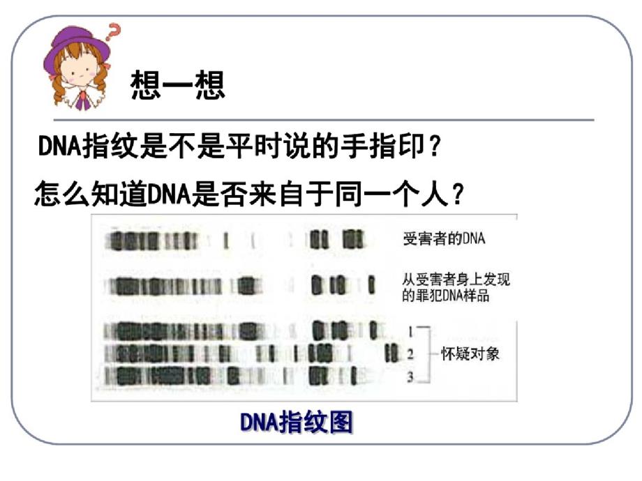 遗传信息的携带者DNAppt课件-完整版_第3页