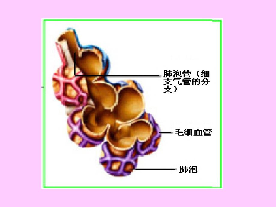 [精选]与内环境稳态直接有关的四大系统(PPT31页)_第4页