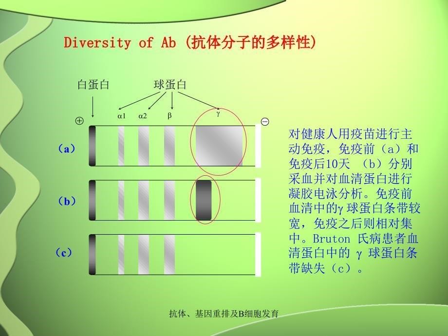 抗体、基因重排及B细胞发育（经典实用）_第5页