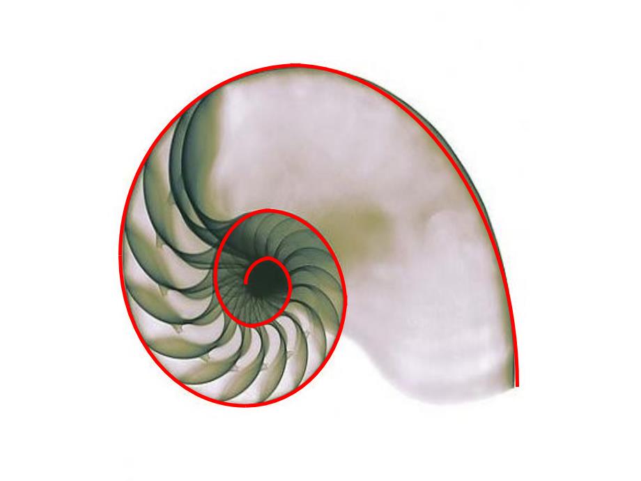 六年级上册数学课件-7.1 黄金螺旋线 北京版_第2页