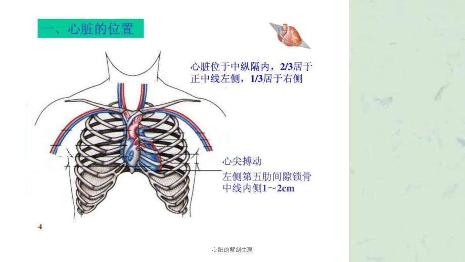 心脏的解剖生理课件_第4页