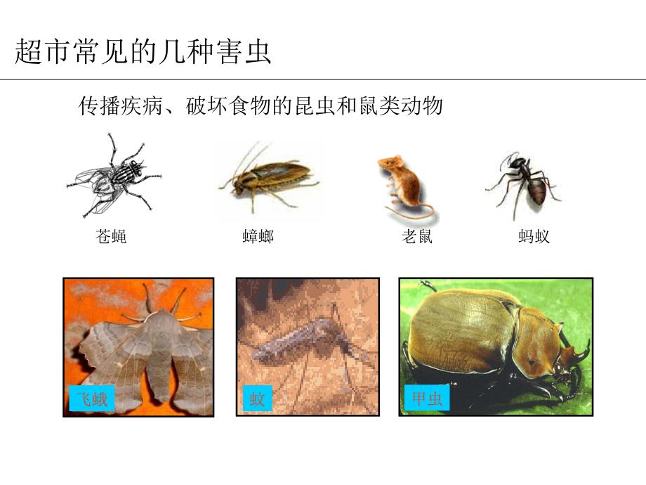 [精选]培训虫害控制_第3页