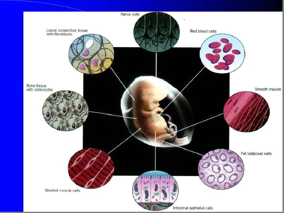 细胞分化-细胞生物学ppt课件-完整版_第2页