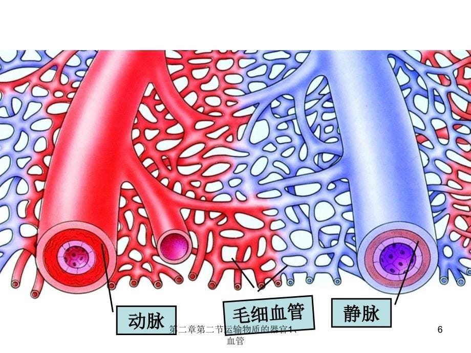 第二章第二节运输物质的器官1、血管课件_第5页