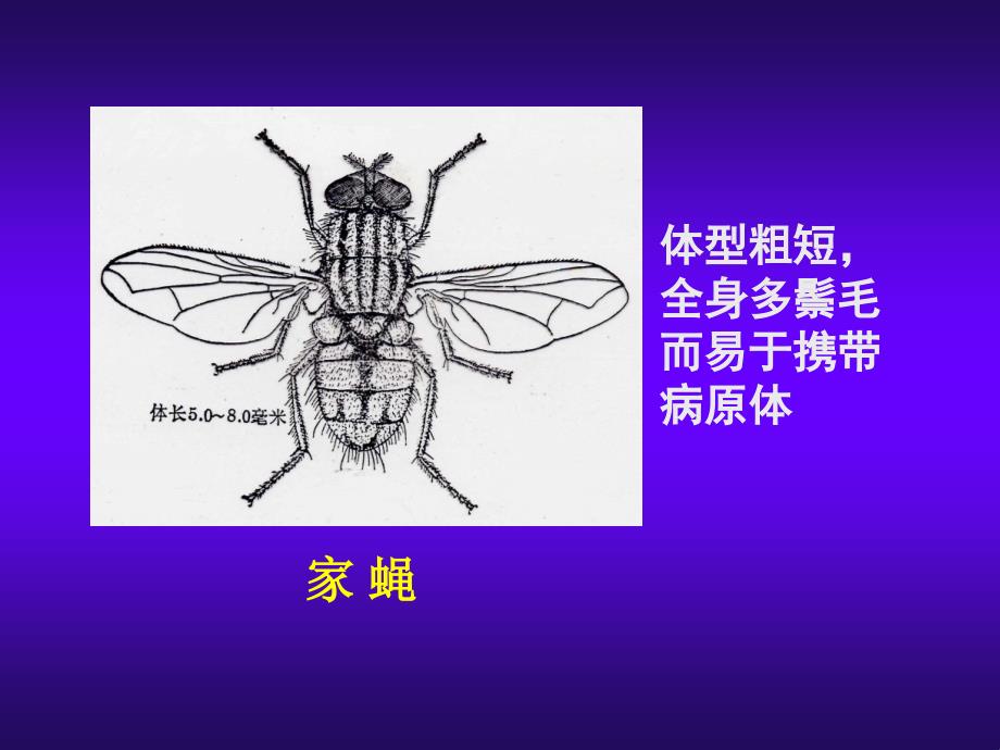 蝇与疾病概述与医学有关蝇种： 寄生性吸血性携带 bb人体寄生虫学_第4页