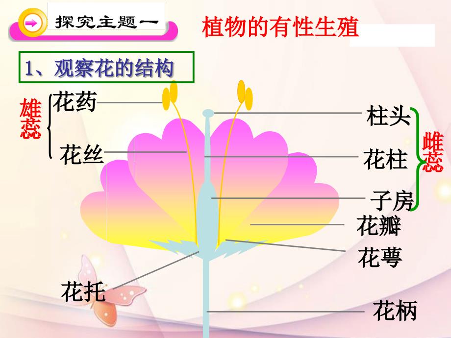 七年级科学下册7.1绿色开花植物的有性生殖课件_第3页