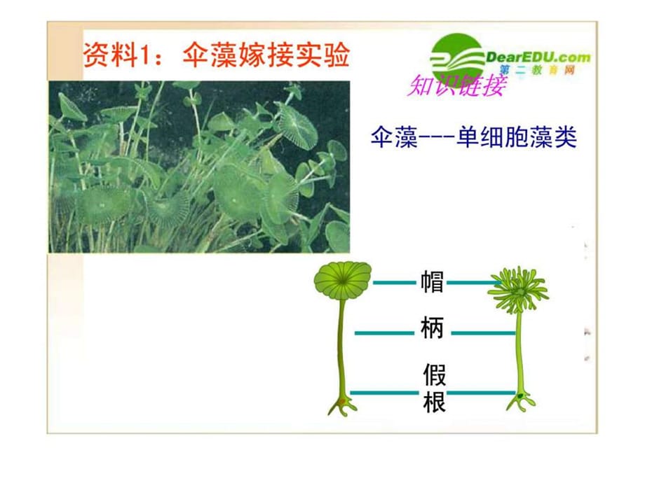 高中生物 细胞核优质课 新人教版必修1_第3页