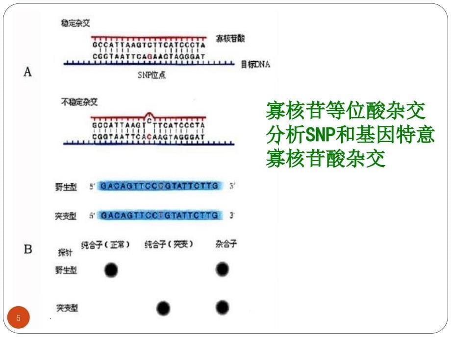 基因组学与人类健康(1)_第5页