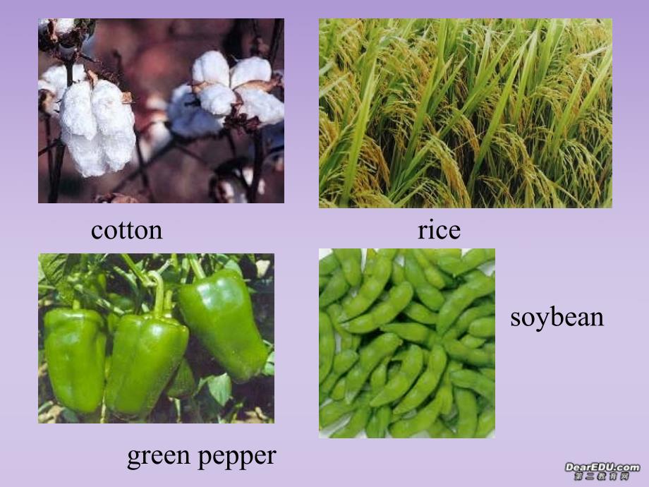 Unit19 book1 Modern Agriculture 新课标 人教（通用）_第4页