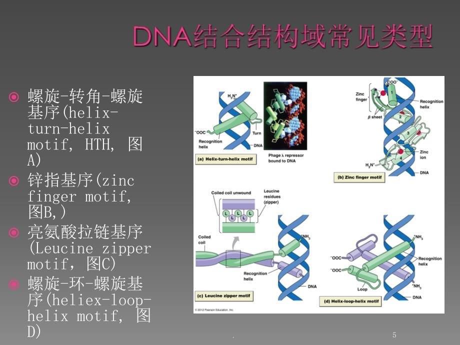 基因组学转录起始复合物的组装(1)_第5页