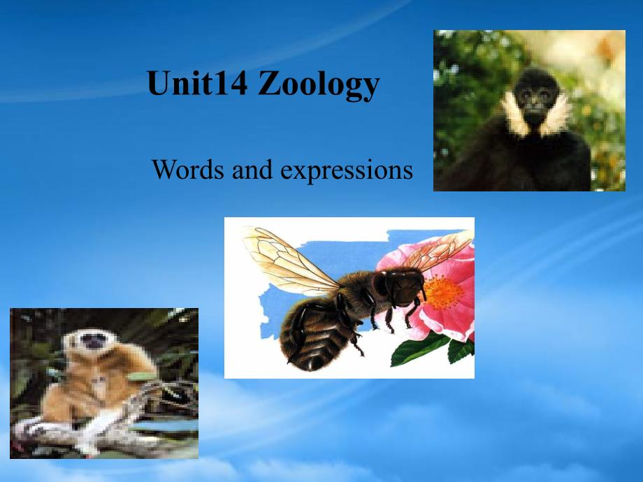 Unit14 Zoology 新课标 人教（通用）_第1页