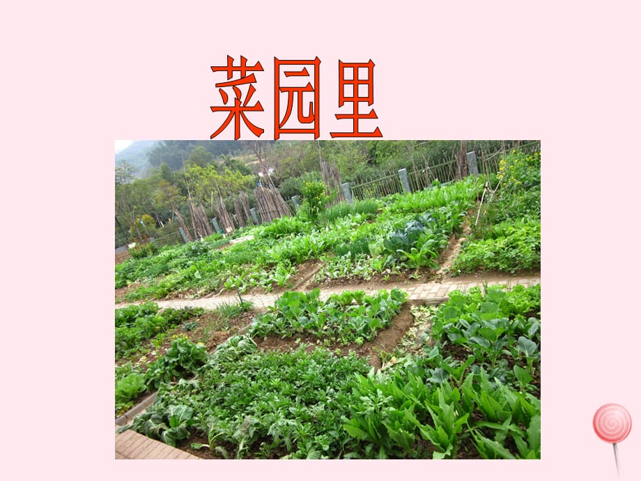 【最新】一年级语文上册 识字（二）第四单元 3《菜园里》教学课件欣赏 鲁教版-鲁教版小学一年级上册语文课件_第1页