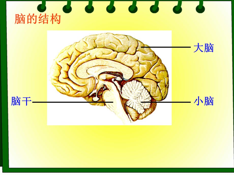 【最新】七年级科学上册 11.5 脑与感觉课件 牛津上海版-牛津上海级上册自然科学课件_第2页