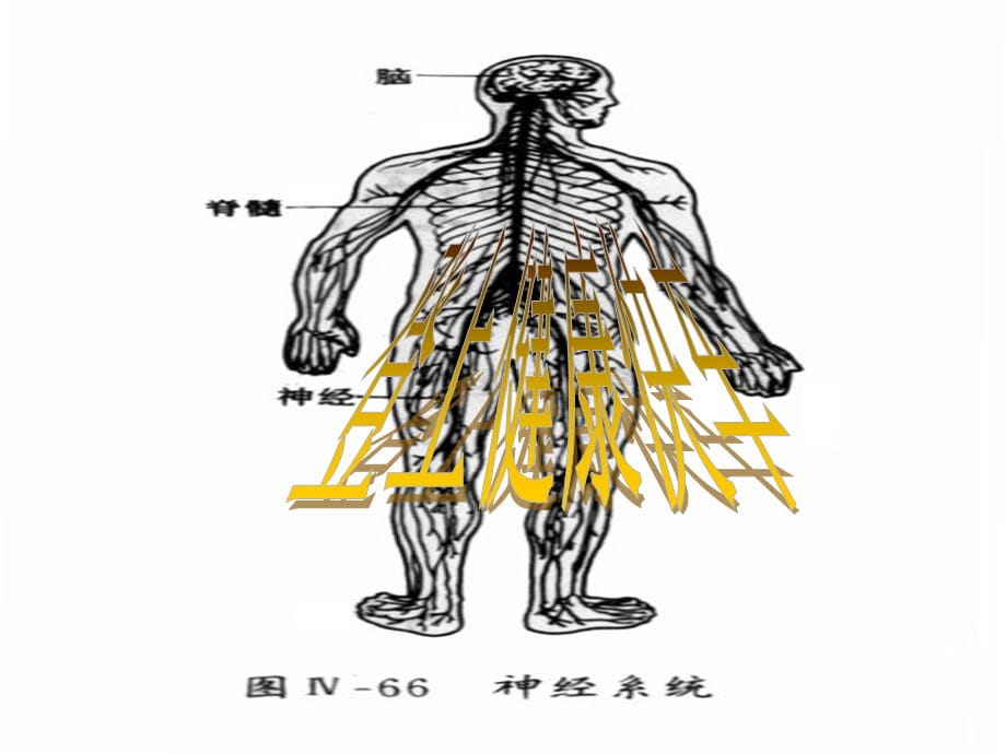 【最新】六年级科学上册 4.2《登上健康快车》课件3_第1页