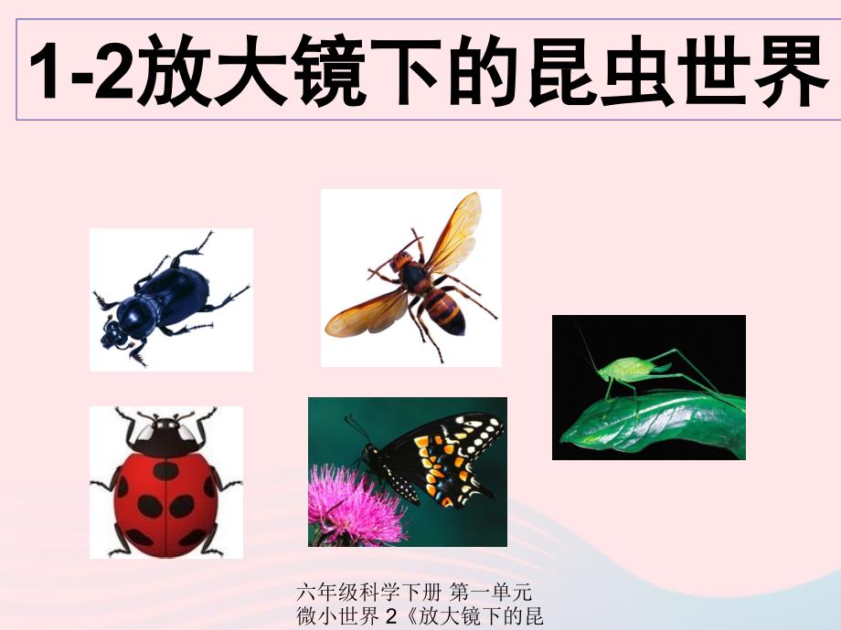 【最新】六年级科学下册 第一单元 2《放大镜下的昆虫世界》课件1_第1页