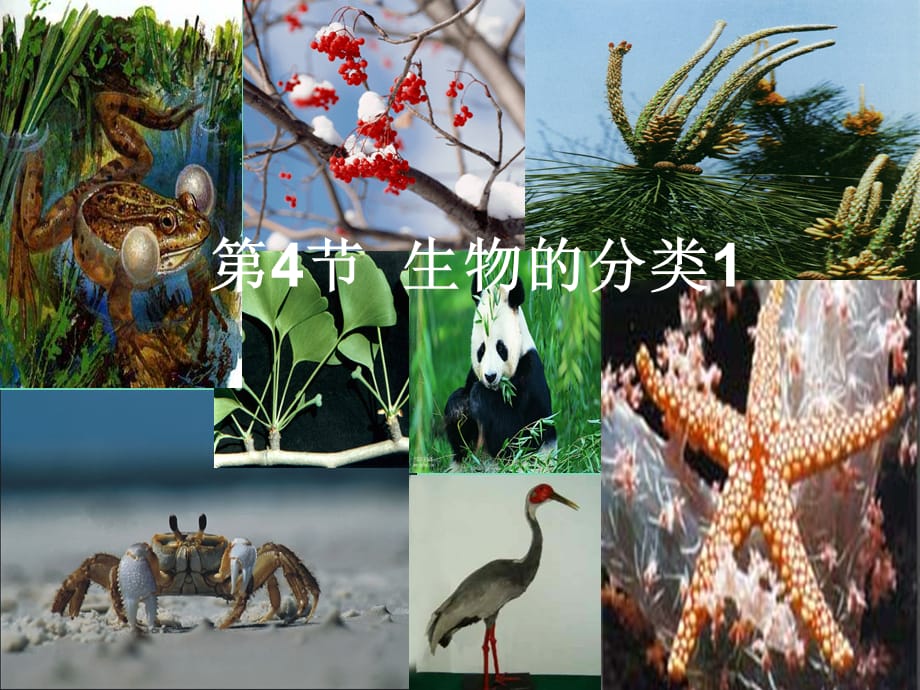 【最新】七年级科学上册 2.4《生物的分类》课件2 （新版）华东师大版-（新版）华东师大级上册自然科学课件_第1页