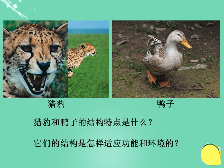 【最新】七年级科学上册 1.1《艳丽多姿的生物》课件2 （新版）华东师大版-（新版）华东师大级上册自然科学课件_第2页