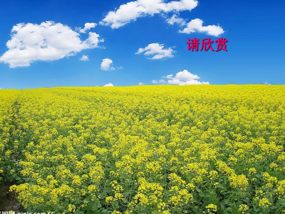 【最新】四年级科学下册 2 新的生命 1《油菜花开了》课件_第2页