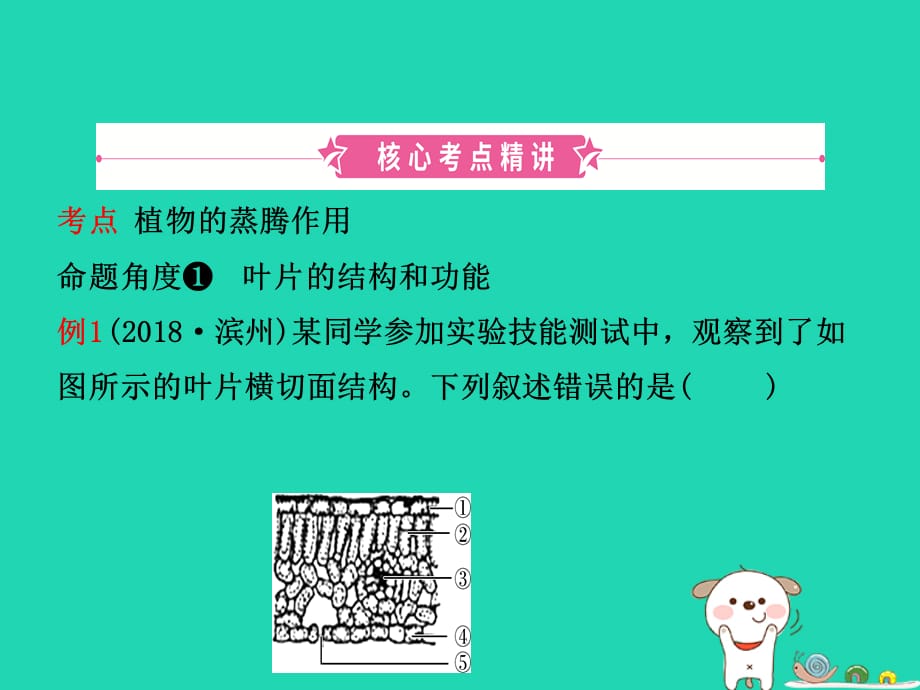 【最新】中考生物 第1部分 第三单元 第三章 绿色植物与生物圈的水循环复习课件_第2页