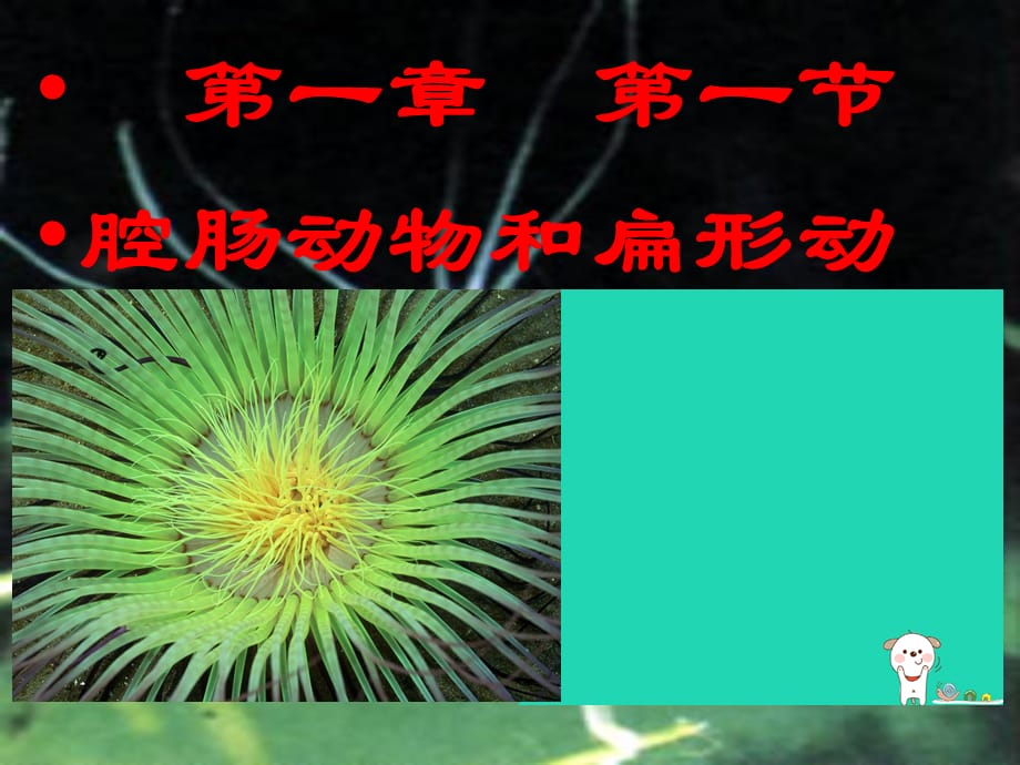 【最新】八年级生物上册 第一章 第一节 腔肠动物和扁形动物课件 （新版）新人教版-（新版）新人教级上册生物课件_第1页