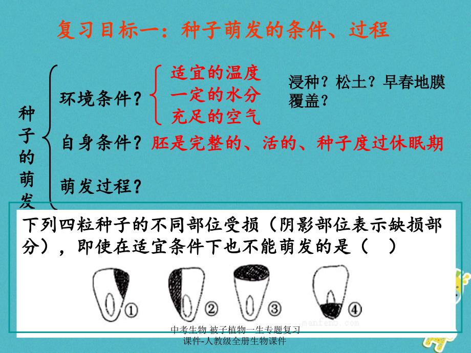 【最新】中考生物 被子植物一生专题复习课件-人教级全册生物课件_第2页