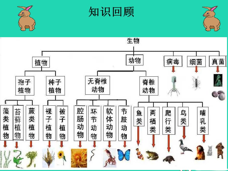 【最新】八年级生物上册 6.2认识生物的多样性_第1页