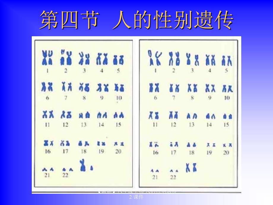 【最新】八年级生物 人的性别遗传2 课件_第2页