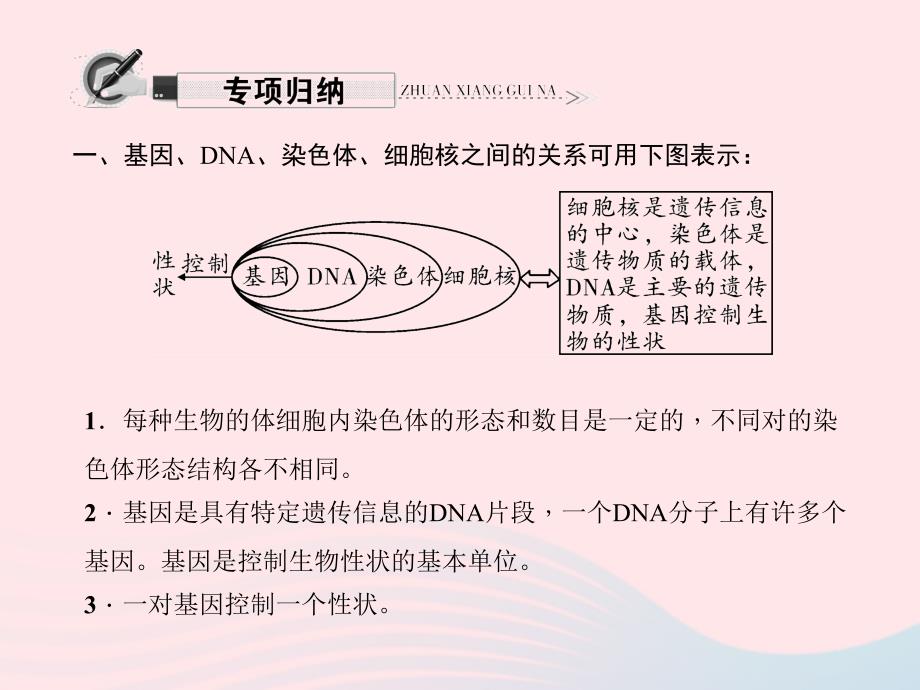 【最新】八年级生物下册 第七单元 生物圈中生命的延续和发展第二章 生物的遗传与变异专项复习作业课件 新人教版-新人教版初中八年级下册生物课件_第2页