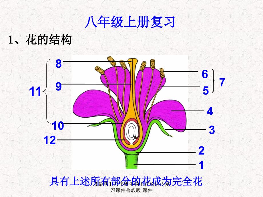 【最新】八年级生物上花的结构复习课件鲁教版 课件_第1页