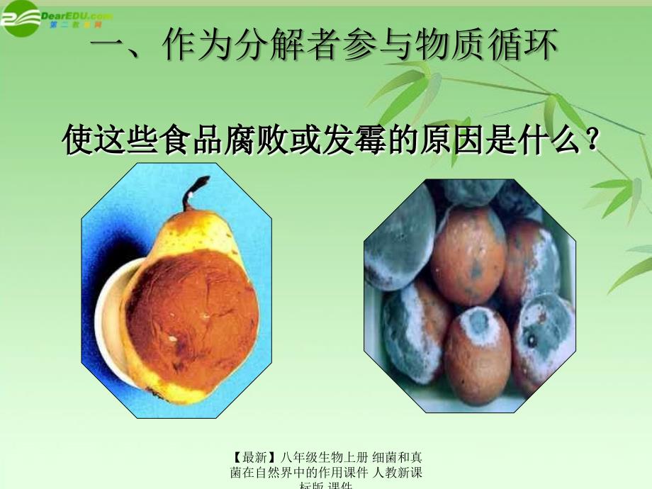 【最新】八年级生物上册 细菌和真菌在自然界中的作用课件 人教新课标版 课件_第2页