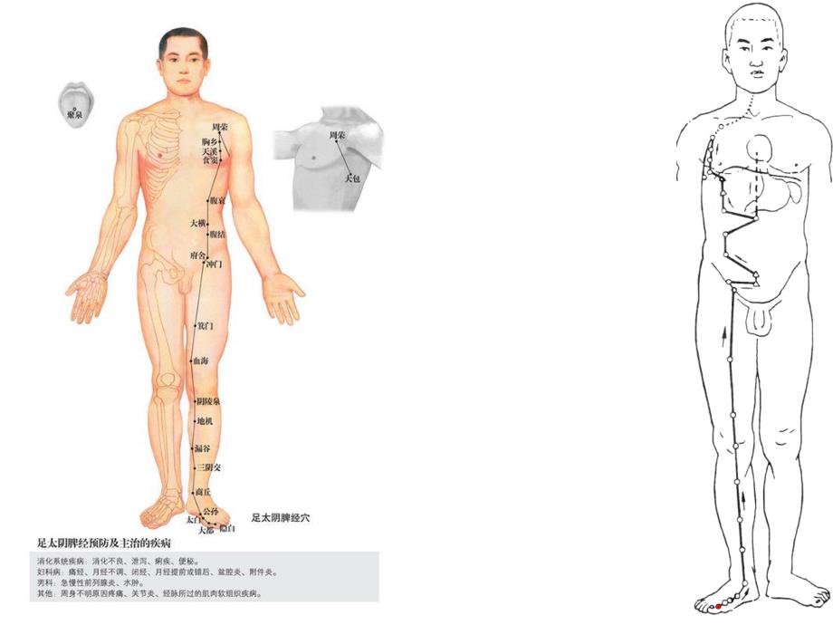 经络穴位及人体经络循行动画_第4页